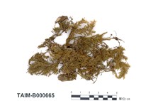 藏品(臺灣羽枝苔)的圖片